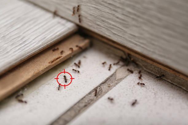 Best Bed Bug Extermination  in Clinton, TN