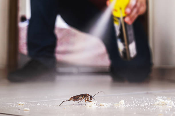 Best Rat Extermination Near Me  in Clinton, TN